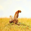 4N/5D Magical Kenya Safari Experience - Janmashtami Special